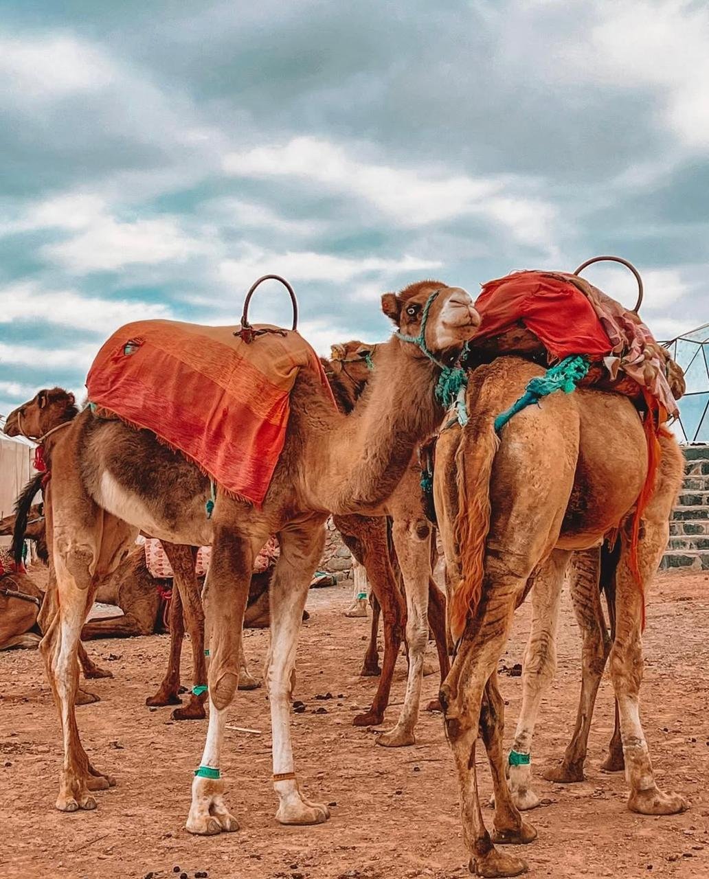 Guests enjoying a Morocco day trip