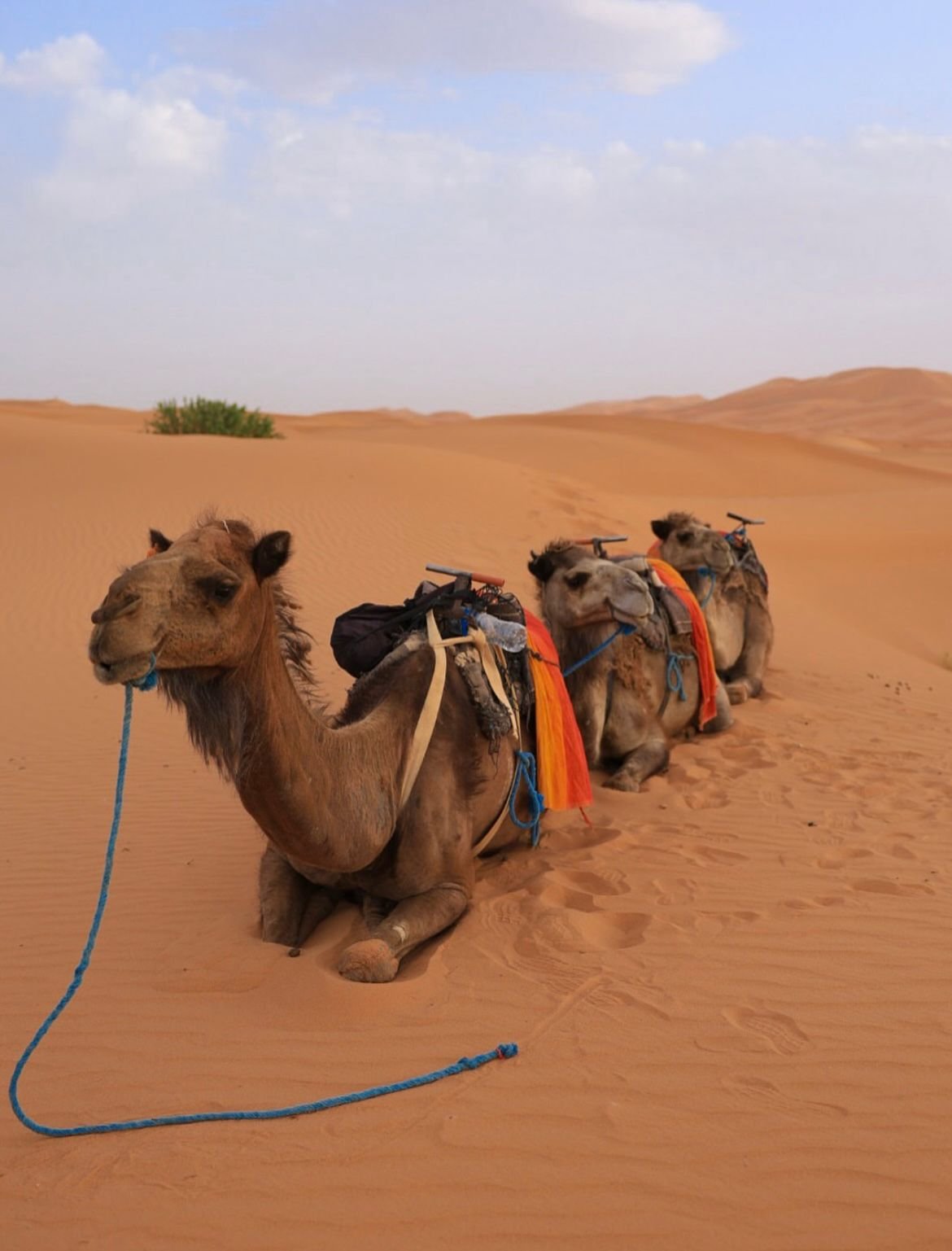 Camel caravan at sunset in Moroccan desert